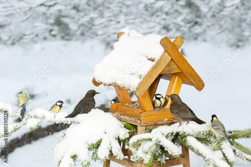 Winterfütterung an einem Vogelhaus, Meisen, Kohlmeisen, Amsel