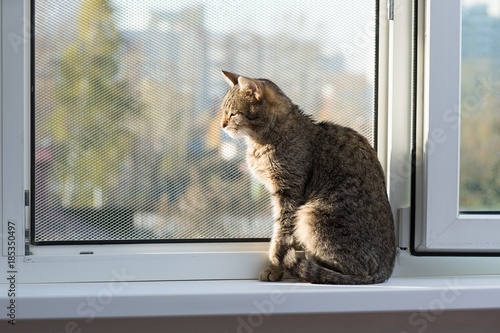 Gray adult mongrel cat lies on the windowsill and basks in the sun photo