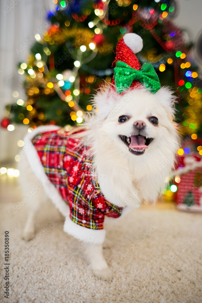 Pomeranian dog of white breed in a checkered New Year costume near the  tree. Stock Photo | Adobe Stock