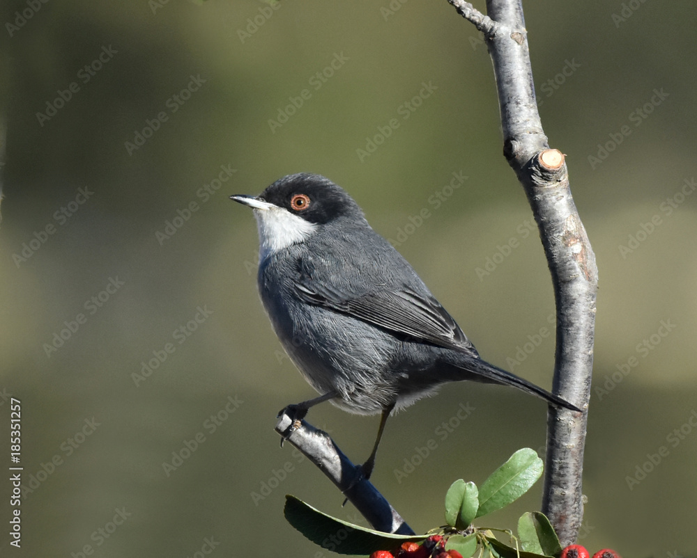 Fototapeta premium fauvette mélano