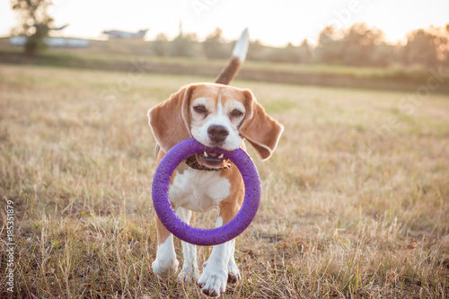 dog beagle playing ring puller
