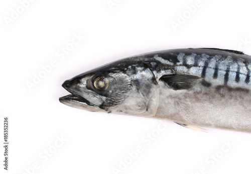 Atlantic mackerel (Scomber scombrus) fish isolated on white background, top view
