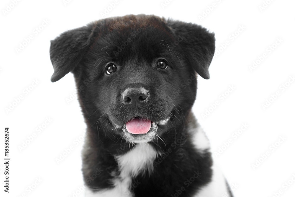 Nice close-up of the american s akita puppy, made in a studio with white background. It has soft,fluffy black fur with white spots ,cute rosy tongue and little wet nose. Puppy is a symbol of 2018 year Nice close-up of the american s akita puppy, made in a studio with white background. It has soft,fluffy black fur with white spots ,cute rosy tongue and little wet nose. Puppy is a symbol of 2018 year