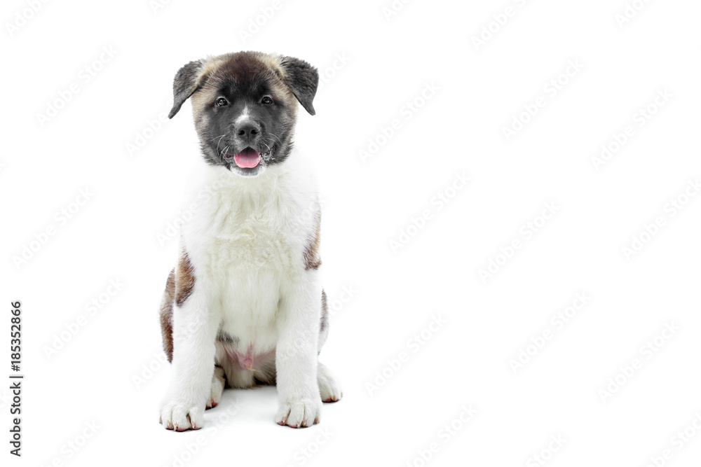 Obraz premium American s akita little puppy. It has white with brown spots , fluffy fur. It 1 a next year s of Earth Dog symbol. Photo was made on the white studio background.