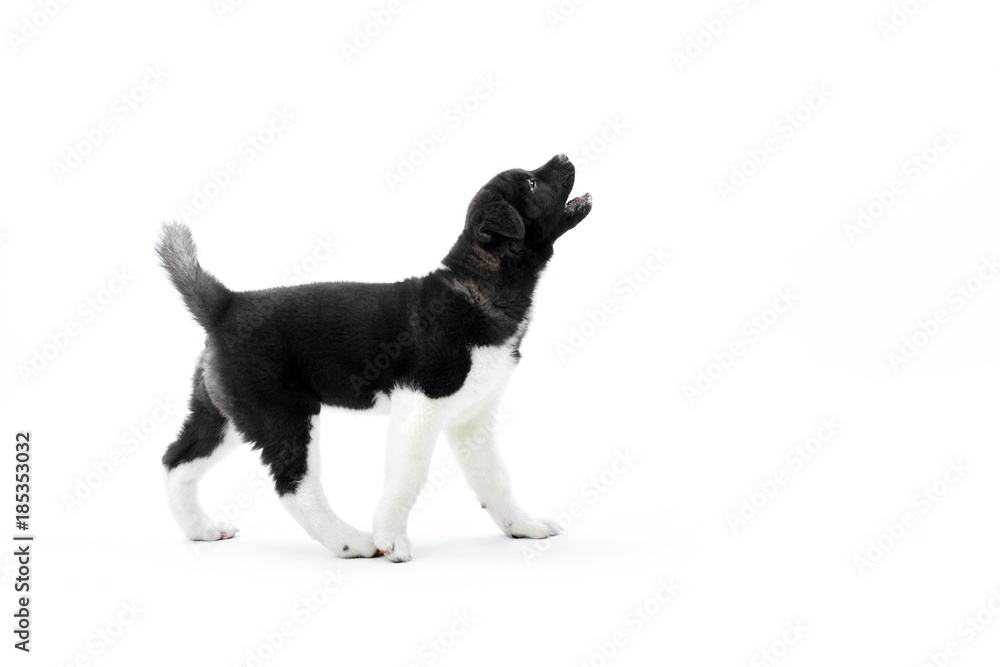 Little barking american s akita puppy with black and white spots on the fur and fluffy tail. Nice symbol of the next year of Earth Dog. Photo was made on the white studio background. Little barking american s akita puppy with black and white spots on the fur and fluffy tail. Nice symbol of the next year of Earth Dog. Photo was made on the white studio background.