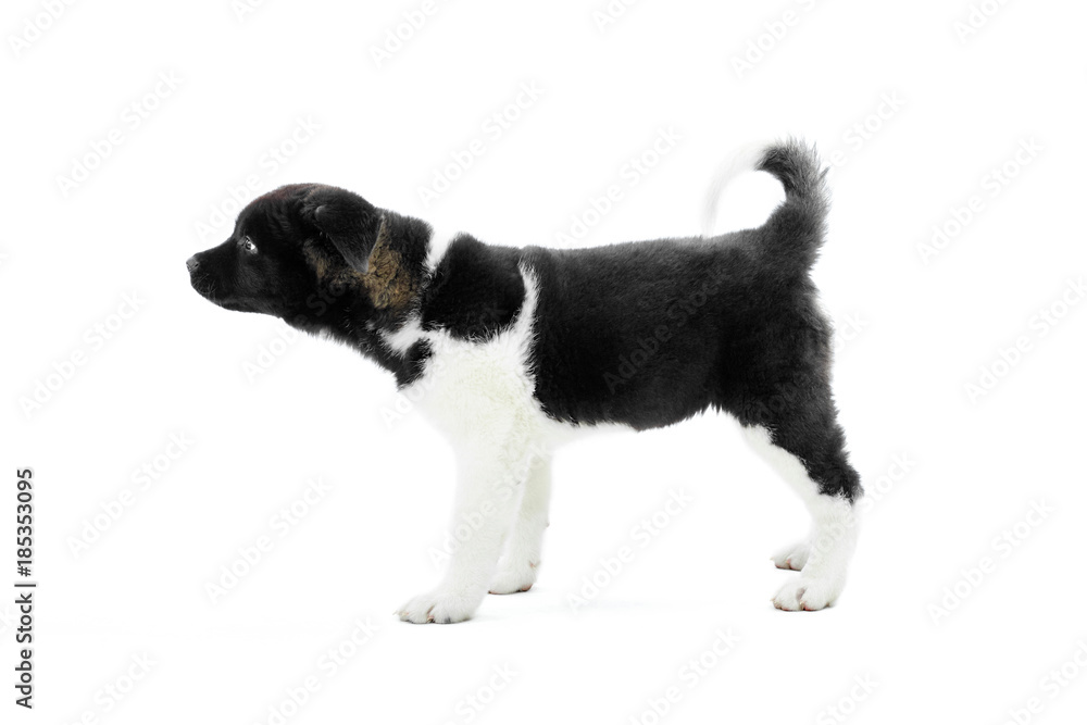 Little cute american s akita puppy with black and white fur and fluffy