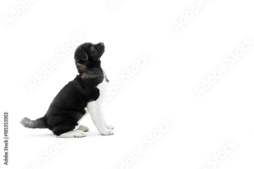 Fototapeta Naklejka Na Ścianę i Meble -  American s akita puppy is sitting on the white studio background and looking up on something. It s fur has black and white spots and it s very fluffe. Nice symbol of the next 2018 year.