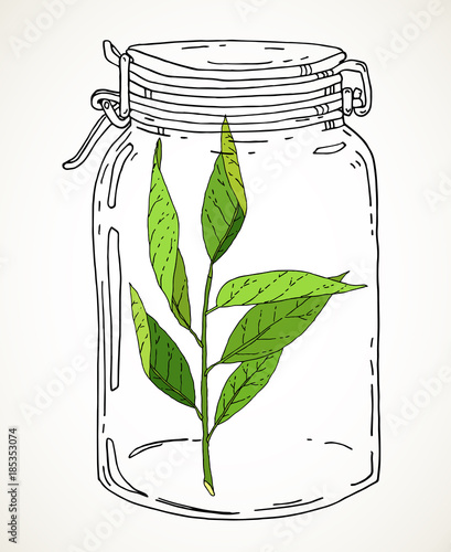 Hand drawn jar with green branch