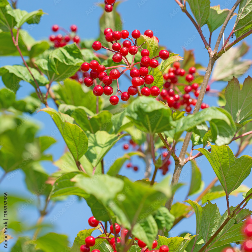 Obraz premium Gewöhnlicher Schneeball, Viburnum opulus