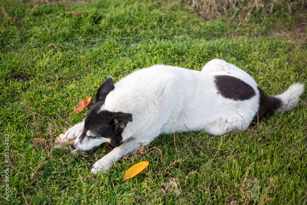 large white black dog color gnaws bone lying on grass. dog eats bone on tgrass on street large white black dog color gnaws bone lying on grass. dog eats bone on tgrass on street