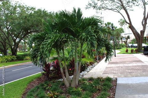 Robust Adonidia Merrillii palm tree in a sidewalk bed