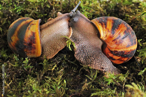 Two snails in the grass.