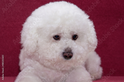 Cute bichon frise is sitting on a vinous couch.
