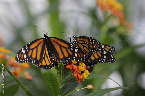 Monarchfalter auf Bl  te  Danaus plexippus