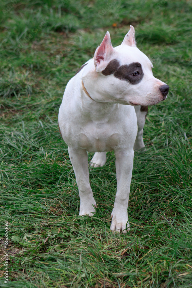 American staffordshire terrier puppy is standing on the green grass. Six month old.