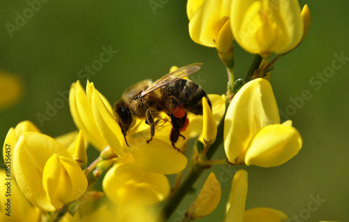Biene an gelben Besenginster © lantapix