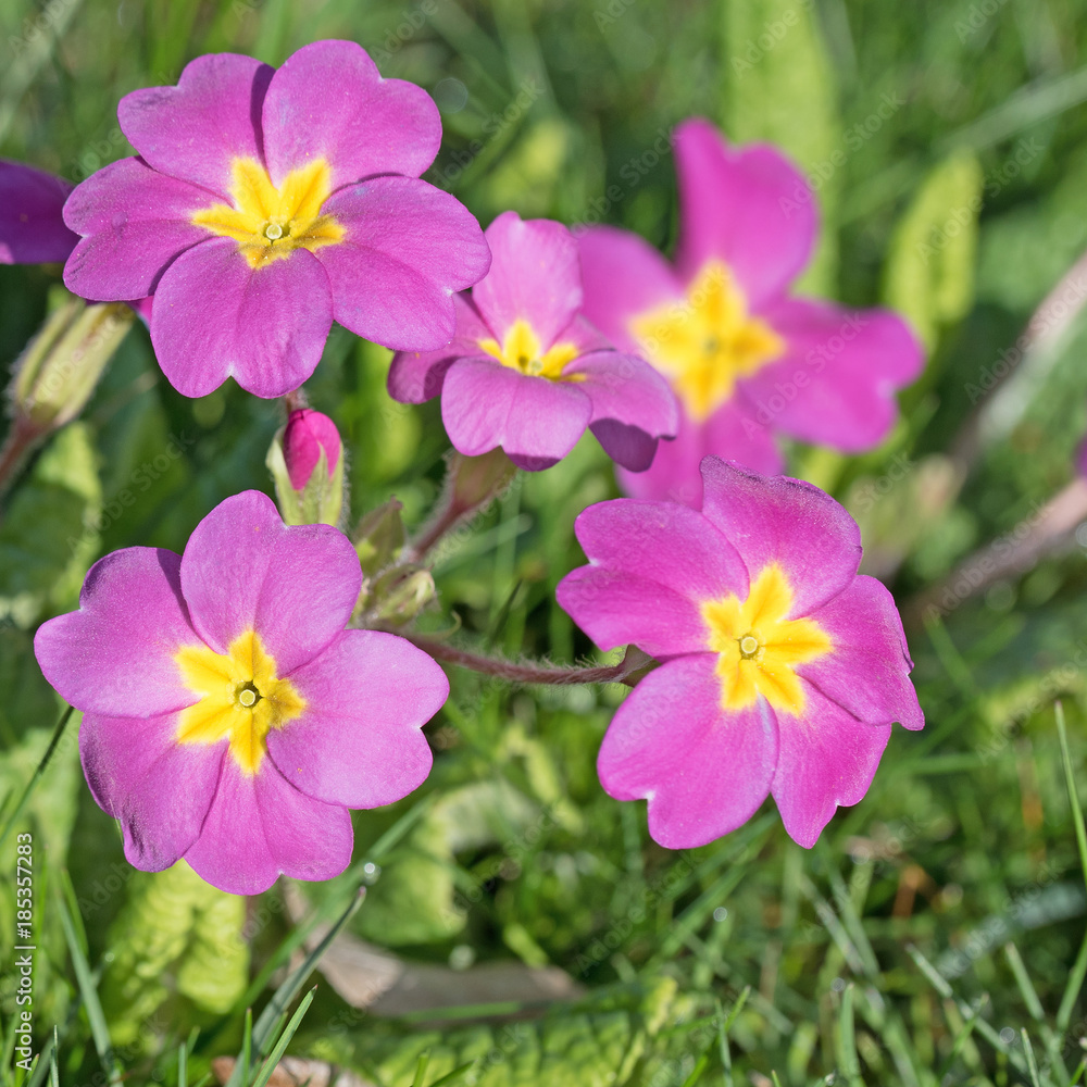 Primeln, Primula, Frühling Primeln, Primula, Frühling
