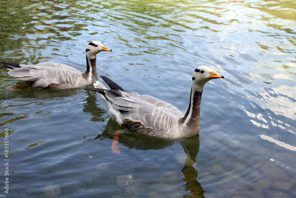 Two geese floating in the lake Two geese floating in the lake