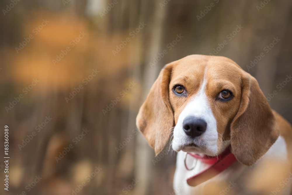 Beagle dog portrait - Background, copy space