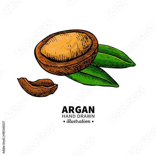 Argan vector drawing.  Organic essential oil sketch.