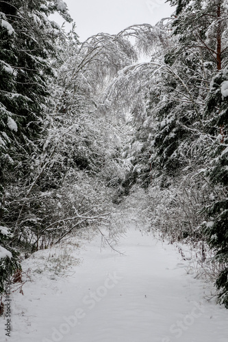 Thick, heavy snow on branch...