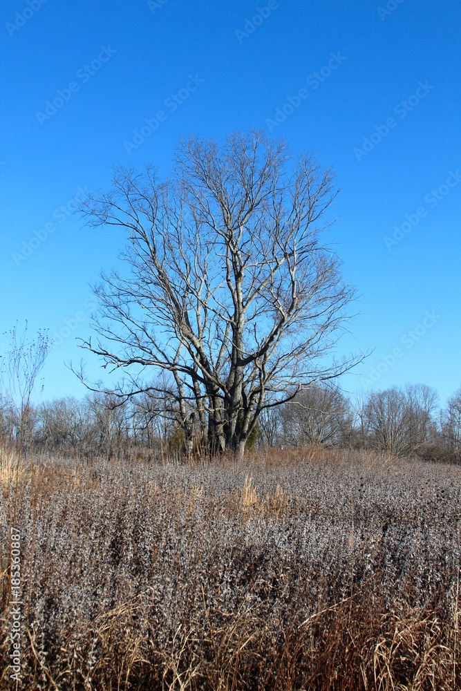 The bare tree in the parks winter landscape on a sunny day. The bare tree in the parks winter landscape on a sunny day.