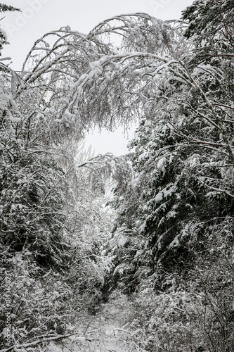 Thick, heavy snow on branch...