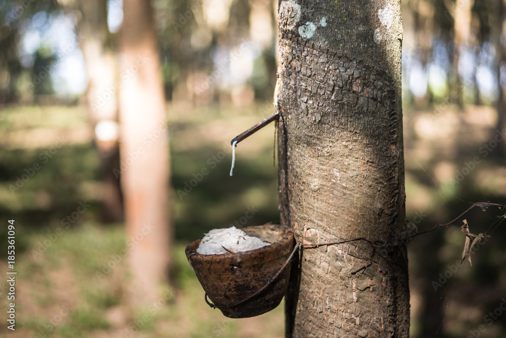 Tapping latex rubber tree, Rubber Latex extracted from rubber tree.