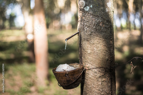 Obraz na płótnie Tapping latex rubber tree, Rubber Latex extracted from rubber tree. w salonie