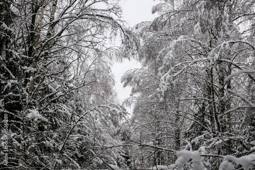 Thick, heavy snow on branch...