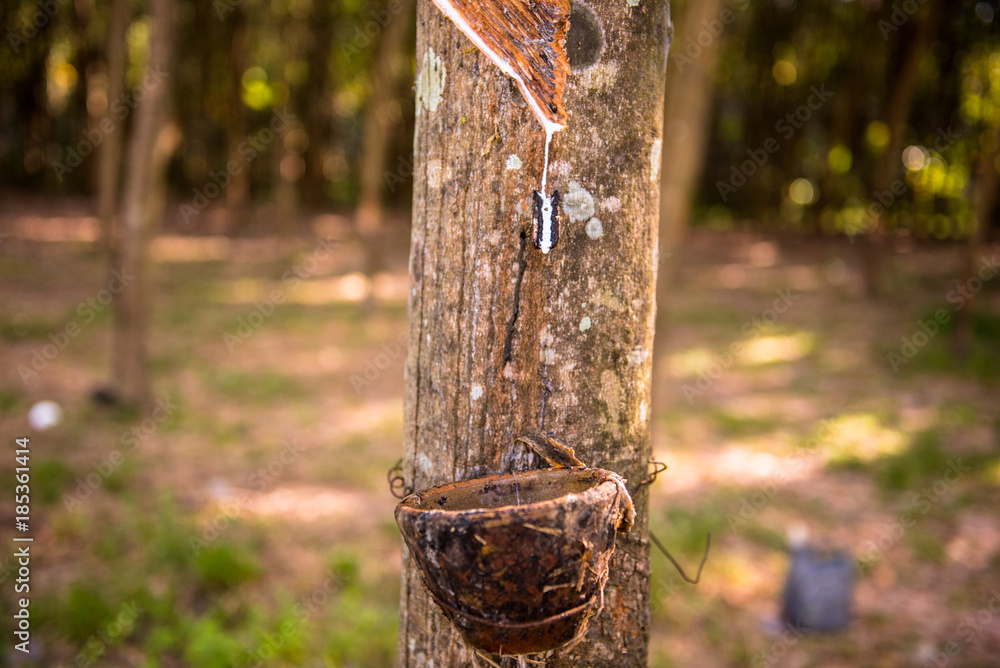 Tapping latex rubber tree, Rubber Latex extracted from rubber tree.