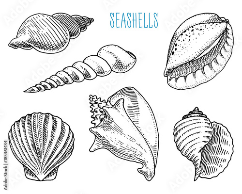 seashells or mollusca different forms. sea creature. engraved hand drawn in old sketch, vintage style. nautical or marine, monster or food. animals in the ocean.