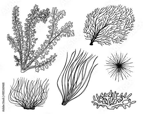 marine plants seaweed. vegetable life and food for fish. engraved hand drawn in old sketch, vintage style. nautical or sea greens, monster or fish. animals in the ocean.
