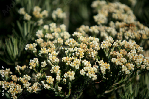 Photography in indonesia flower of edelwais is flower of immortality