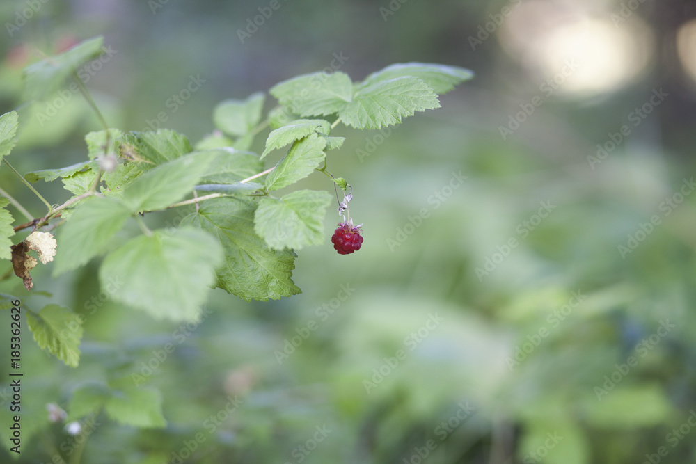 Close-up of raspberry growing on plant Close-up of raspberry growing on plant