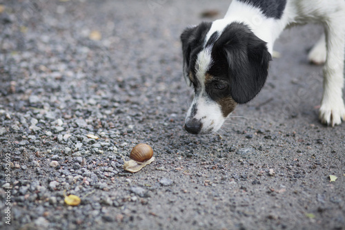 Close-up of dog looking at snail on ground photo