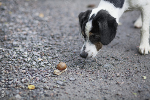 Close-up of dog looking at snail on ground