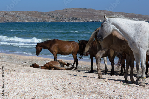 Лошади с жеребенком пасутся на побережье Черного моря