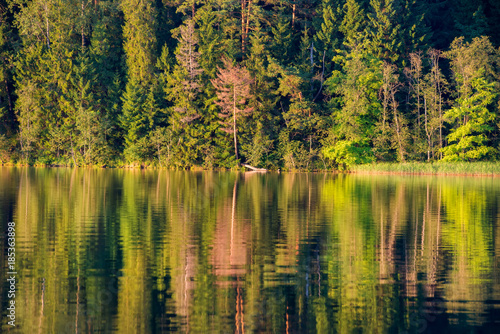 Forest reflects in the calm water of the lake