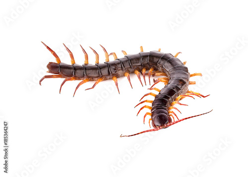 centipede on white background © sucharat