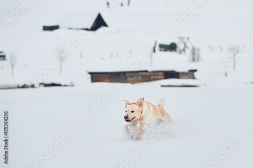 Wintertime with dog © Chalabala