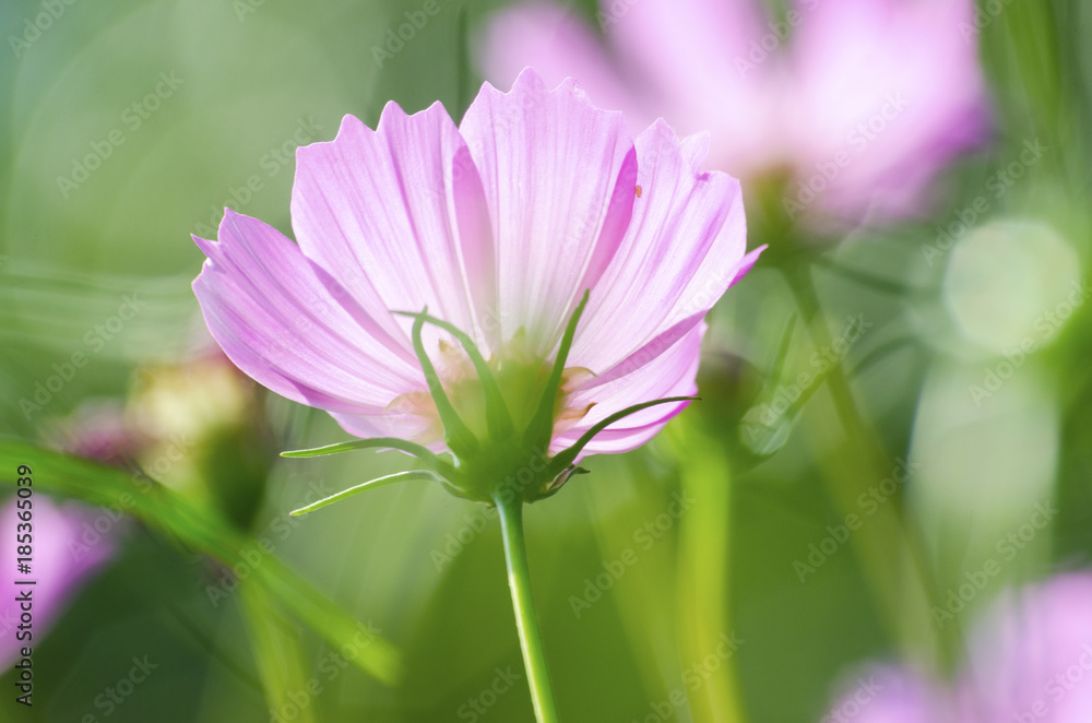 Pink flowers. Against the sky background Pink flowers. Against the sky background