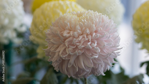 Chrysanthemum