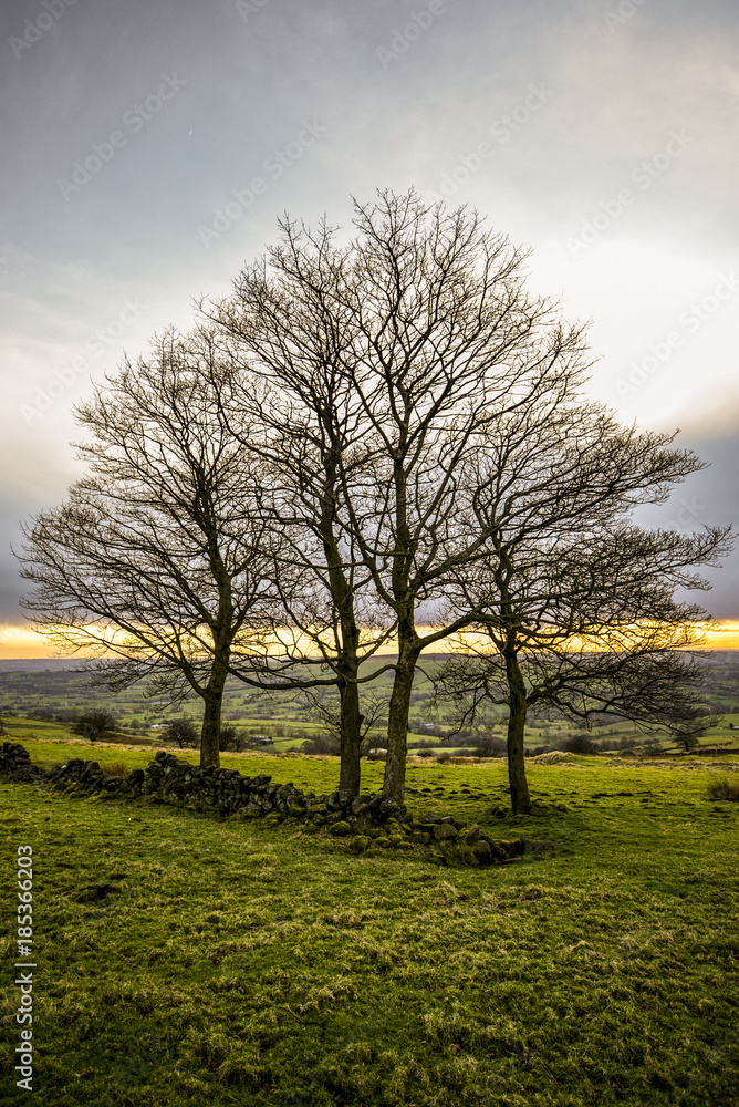 Four Trees With Sun Setting Behind, The Roaches, Peak District National Park, Derbyshire, UK