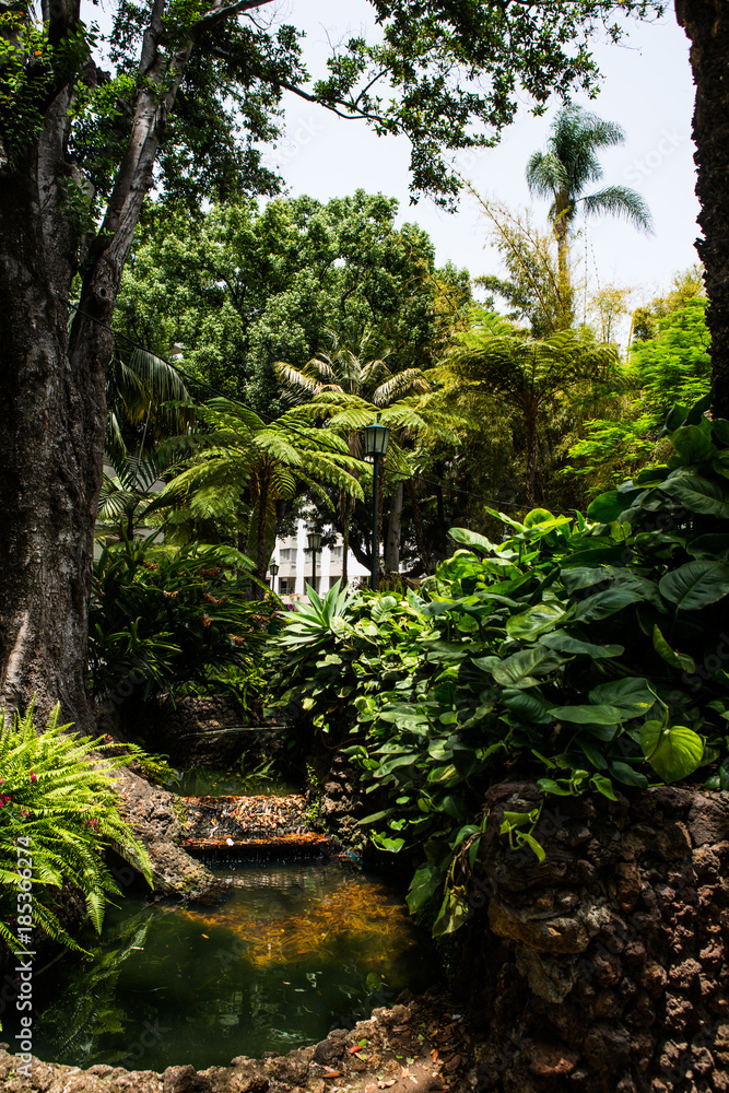 Fototapeta premium Parc with pond and palms - palm garden