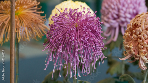 Chrysanthemum