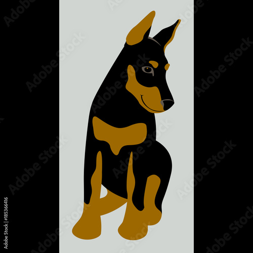 doberman dog vector illustration flat style     front
