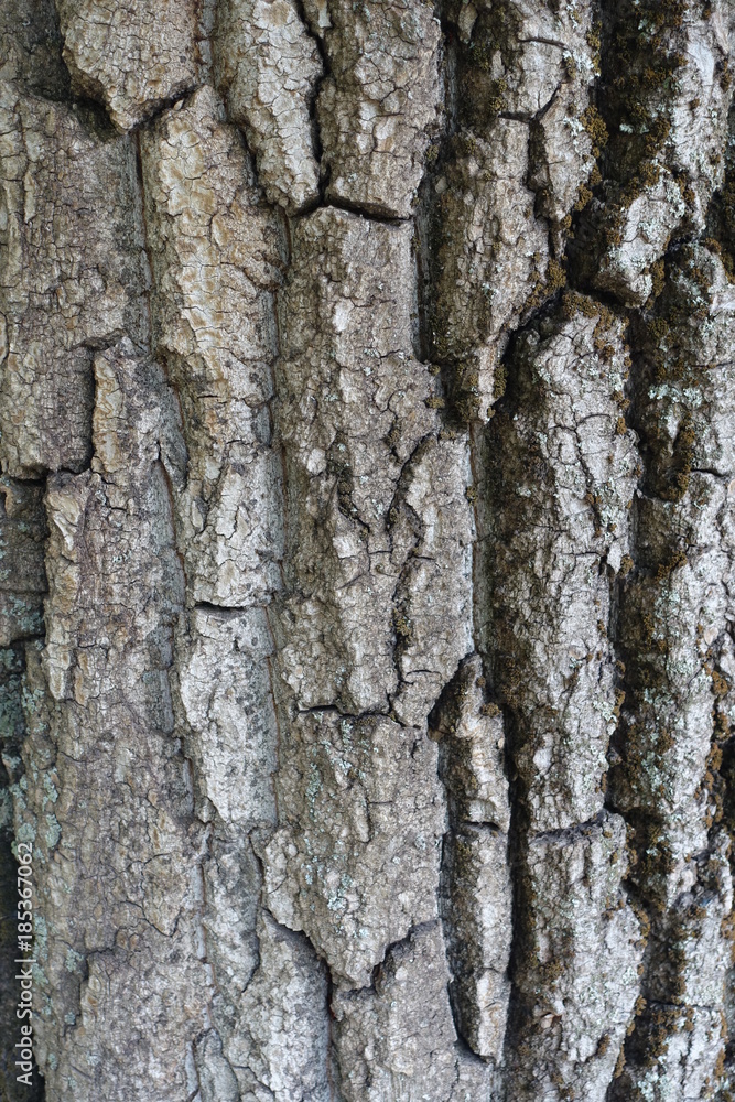 Fototapeta premium Deep cracks on dry bark of tree