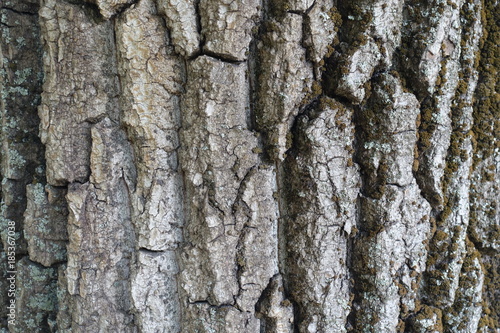 Cracked dry bark of tree with moss and lichen photo