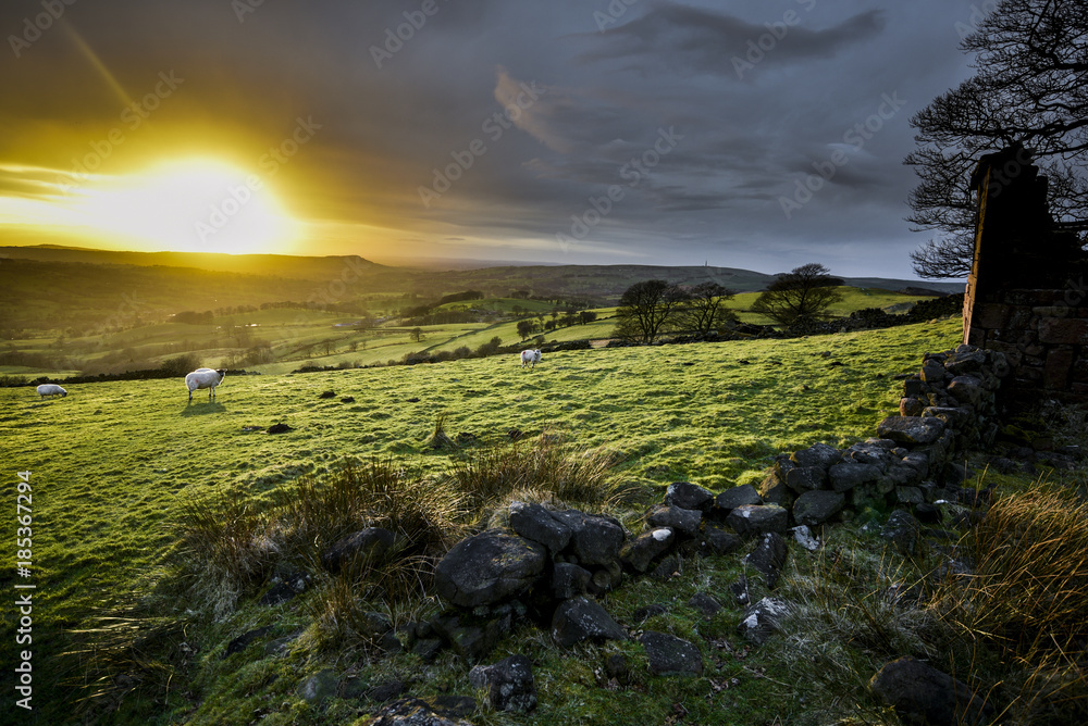Sheep Grazing At Sunset, The Roaches, The Peak District National Park, UK